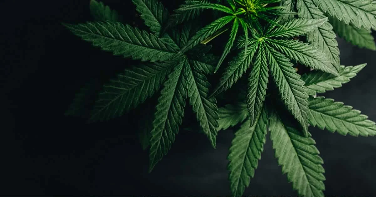 Federal Government Reclassifies State-Licensed Medical Marijuana Products to Schedule III