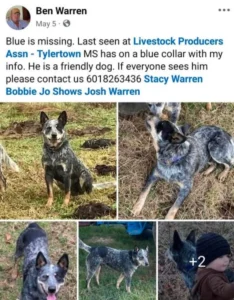 Missing Mississippi Dog 'Blue' Reunited With Owner After Journey Into St. Tammany Parish