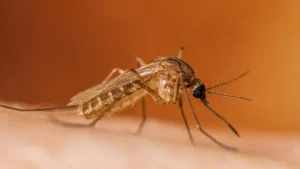 West Nile Virus Detected In New Orleans Mosquitoes