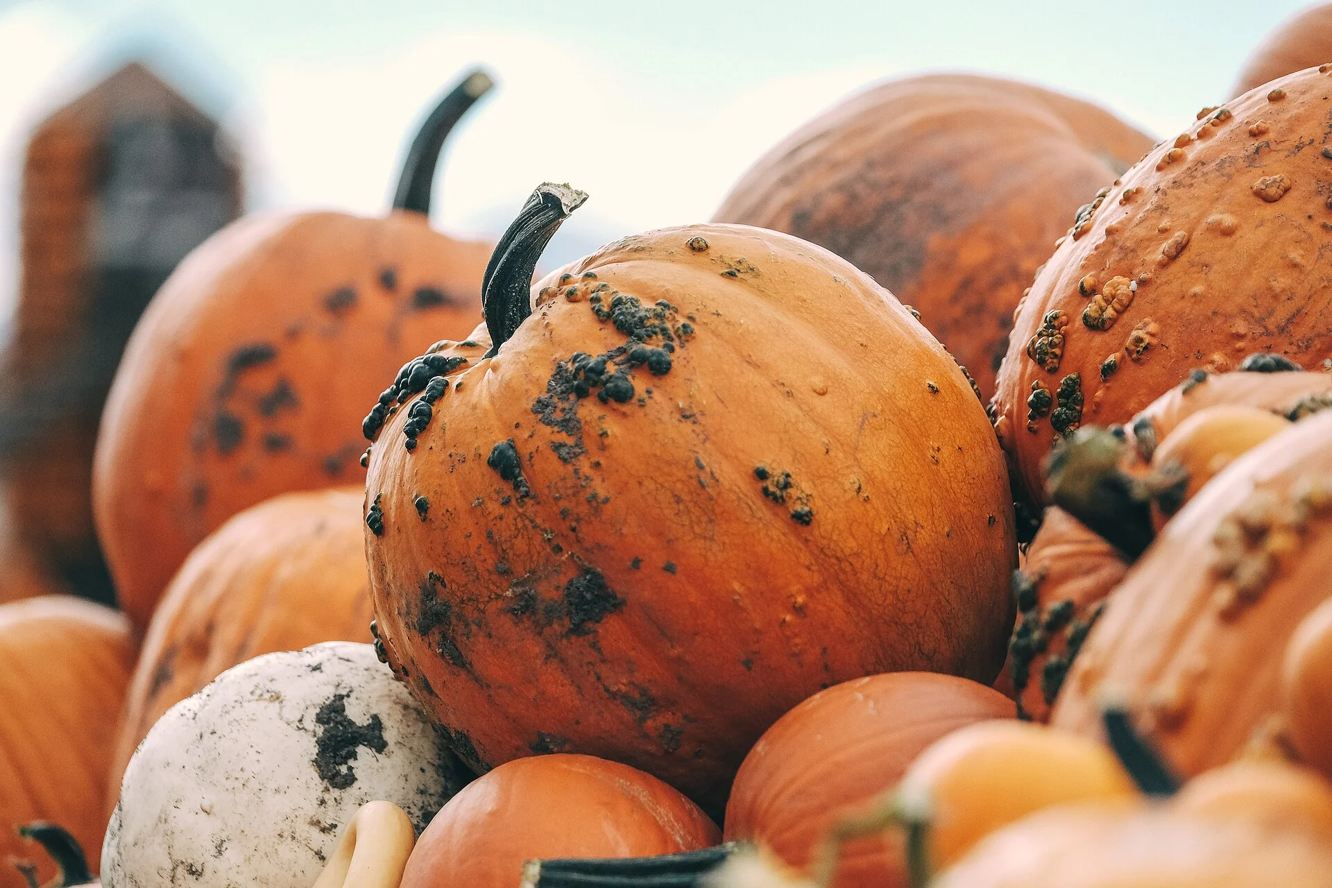 A pile of orange pumpkins and gourds stacked in the autumn sun.